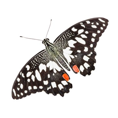 tropikal kelebek