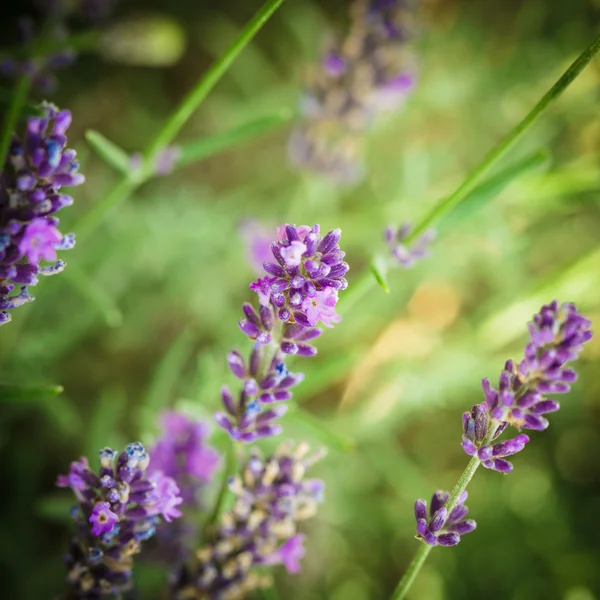 Flores de lavanda — Fotografia de Stock