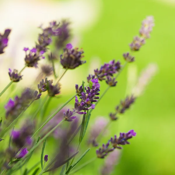 Flores de lavanda — Fotografia de Stock