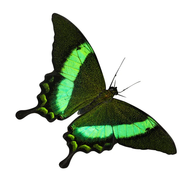 Trópusi pillangó — Stock Fotó