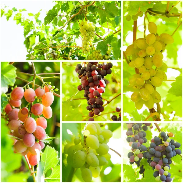 Grapevine collage — Stock Photo, Image