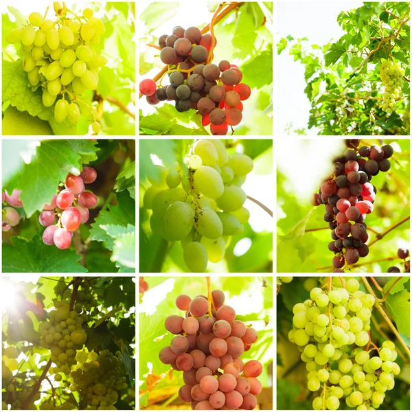 Grapevine collage — Stock Photo, Image