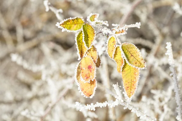 Foglie congelate — Foto Stock