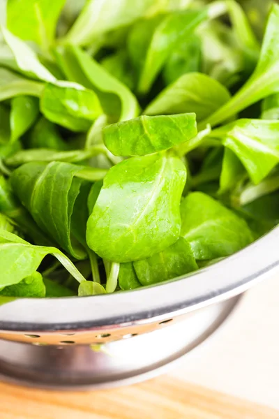 Corn salad — Stock Photo, Image