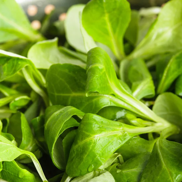 Insalata di mais — Foto Stock