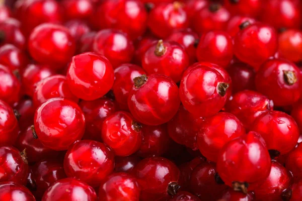 Red currant — Stock Photo, Image