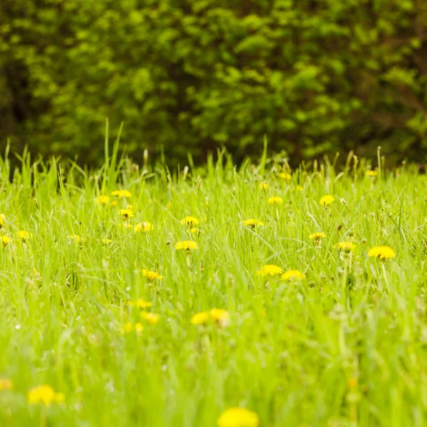 Primavera Prados — Foto de Stock