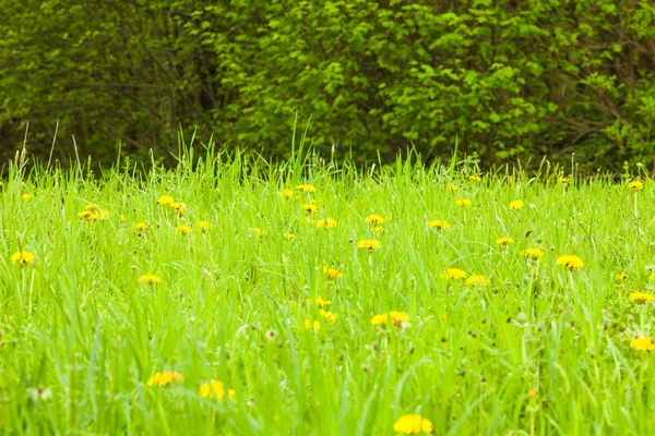 Bahar meadows — Stok fotoğraf