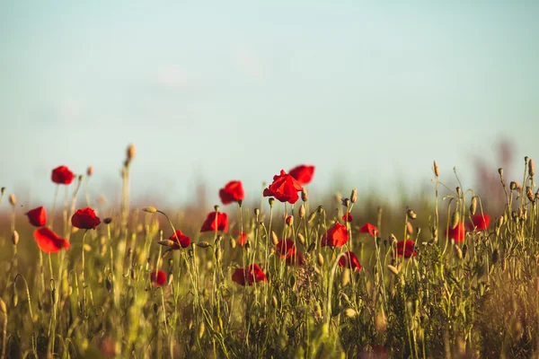 Poppies field — Stock Photo, Image