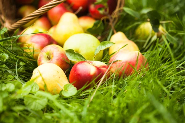 Manzanas y peras en la hierba —  Fotos de Stock