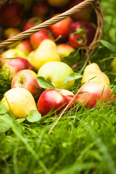 リンゴと梨、草の上 — ストック写真