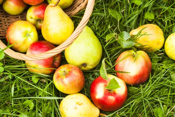 Manzanas y peras en la hierba —  Fotos de Stock