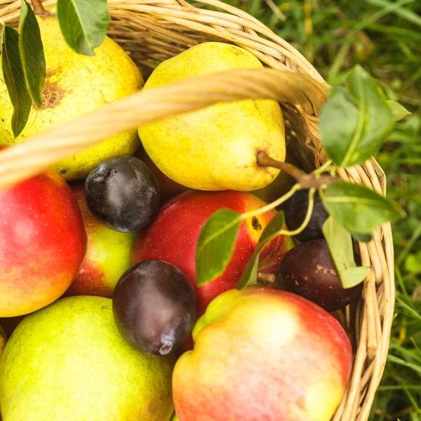 Äpplen och päron på gräs — Stockfoto
