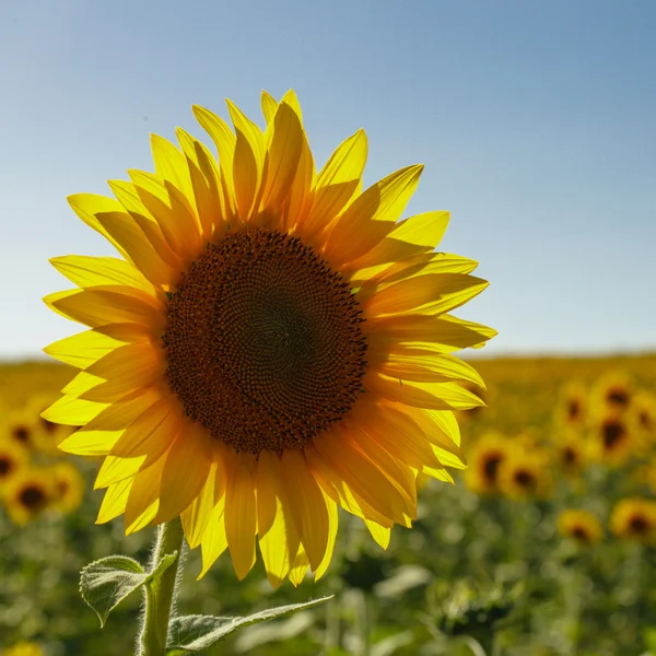 Champ de tournesol — Photo