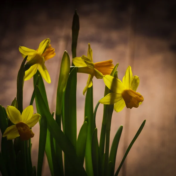 Gelbe Narzisse — Stockfoto