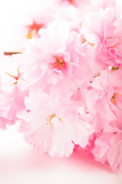 izole sakura