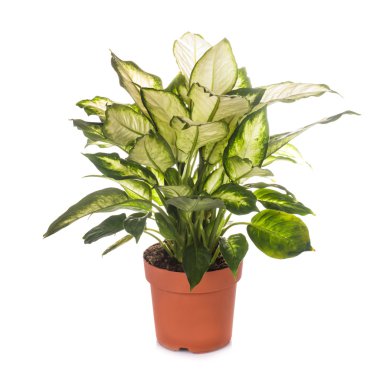 izole dieffenbachia