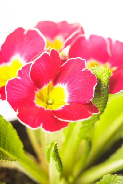 Red primula — Stock Photo, Image