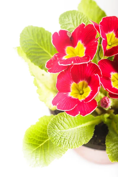 Red primula — Stock Photo, Image