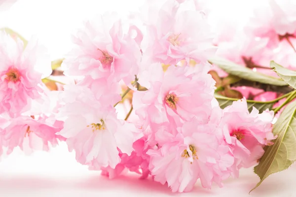 Sakura isolerade — Stockfoto