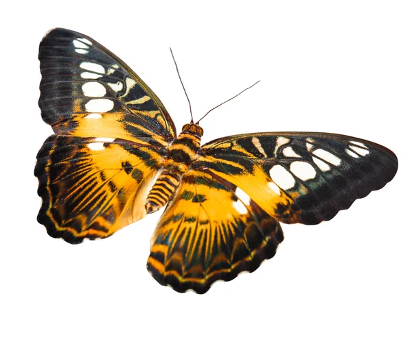 Tropical butterfly — Stock Photo, Image