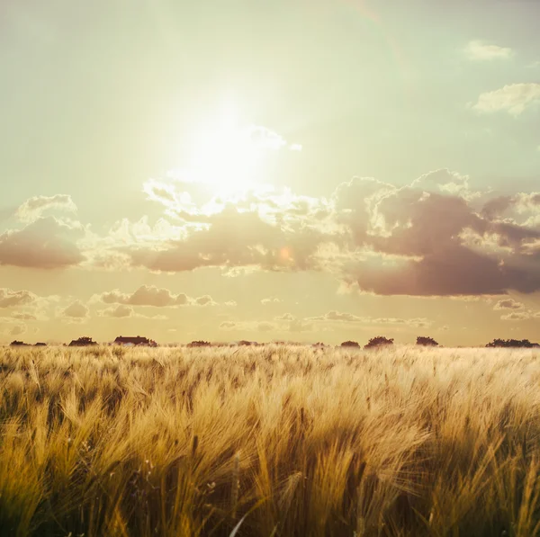 Campo de trigo — Foto de Stock