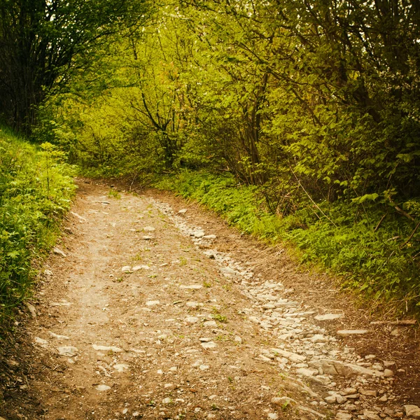 Pad in het bos — Stockfoto