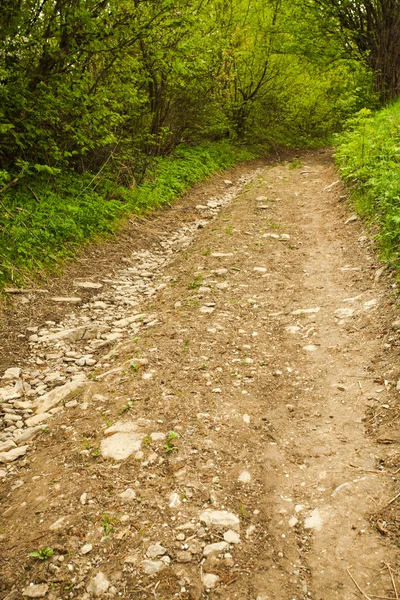 森林中的道路 — 图库照片