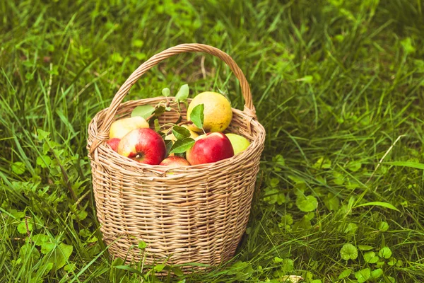 Äpplen och päron på gräset — Stockfoto