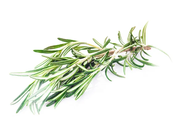 Rosemary leaf isolated — Stock Photo, Image