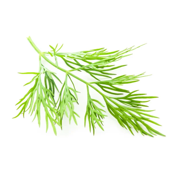 Dill isolated — Stock Photo, Image
