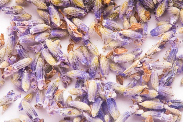 Dry lavender bunch — Stock Photo, Image
