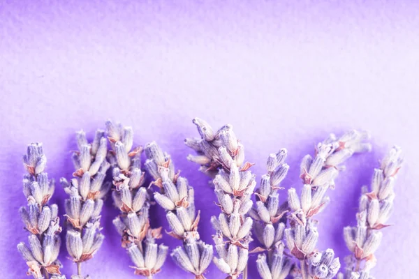 Droge lavendel bos — Stockfoto