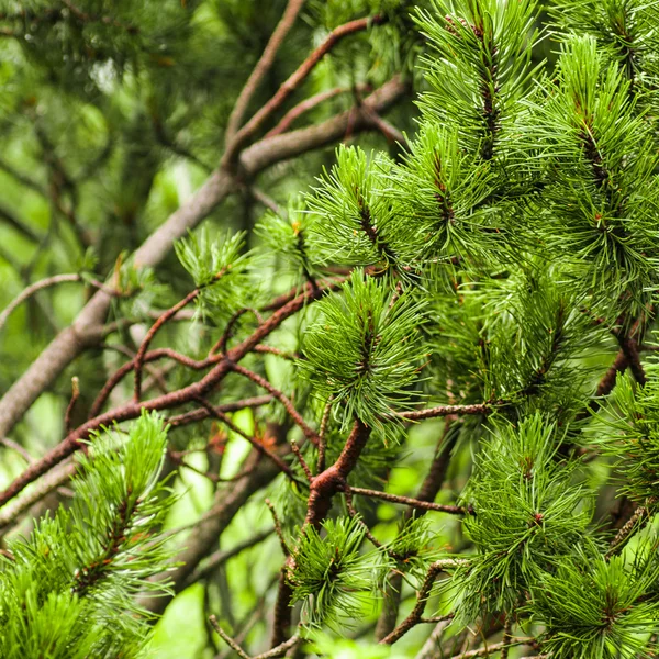 Tak van naalden pine — Stockfoto