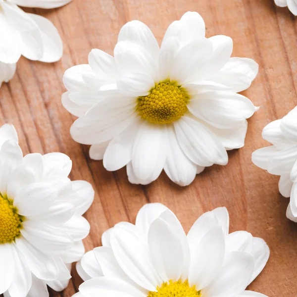 White daisies — Stockfoto