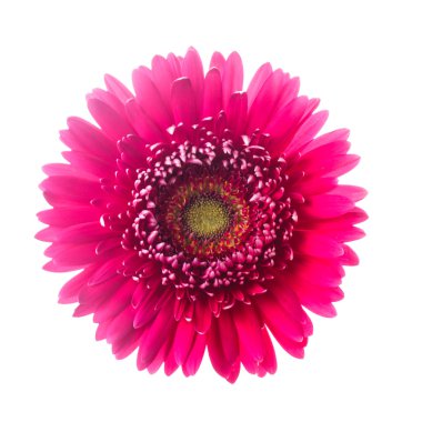 pembe gerbera