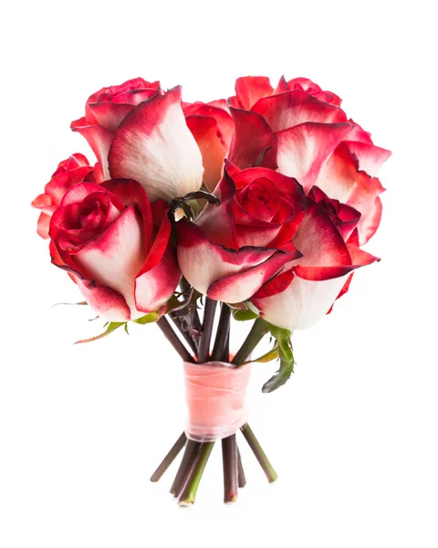 Roses isolated — Stock Photo, Image