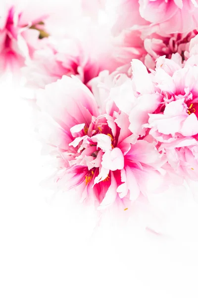Peônias cor-de-rosa em vaso — Fotografia de Stock