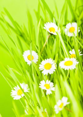 green grass and daisy clipart