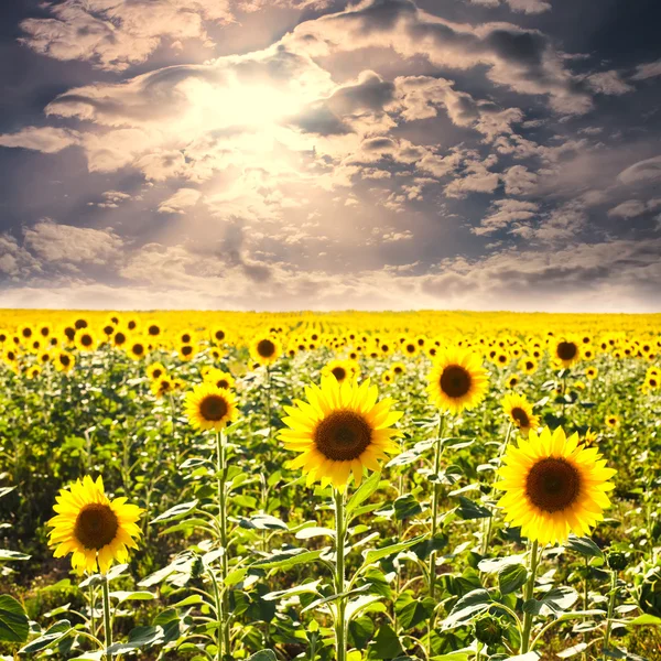 Campo di girasole — Foto Stock