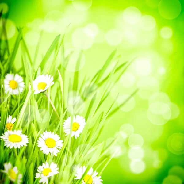 Groen gras en daisy — Stockfoto