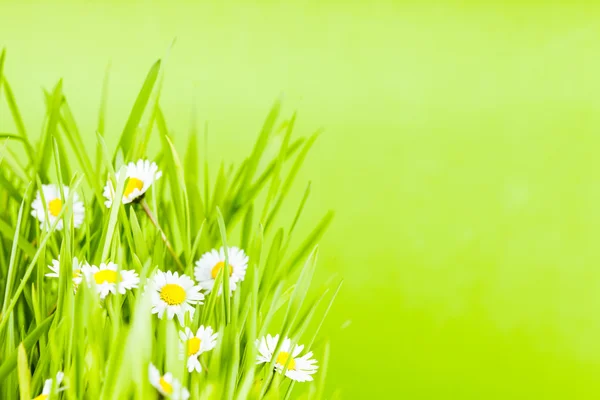 Grünes Gras und Gänseblümchen — Stockfoto