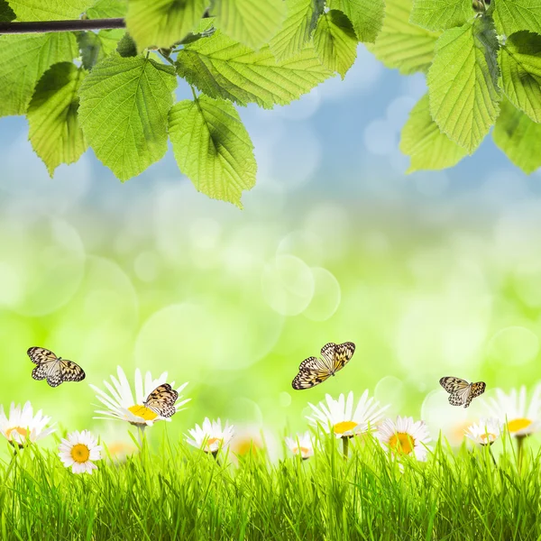 Spring background with leaves — Stock Photo, Image