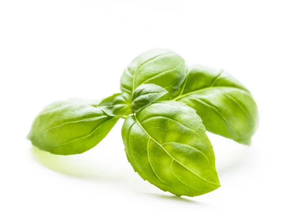 Green basil isolated — Stock Photo, Image