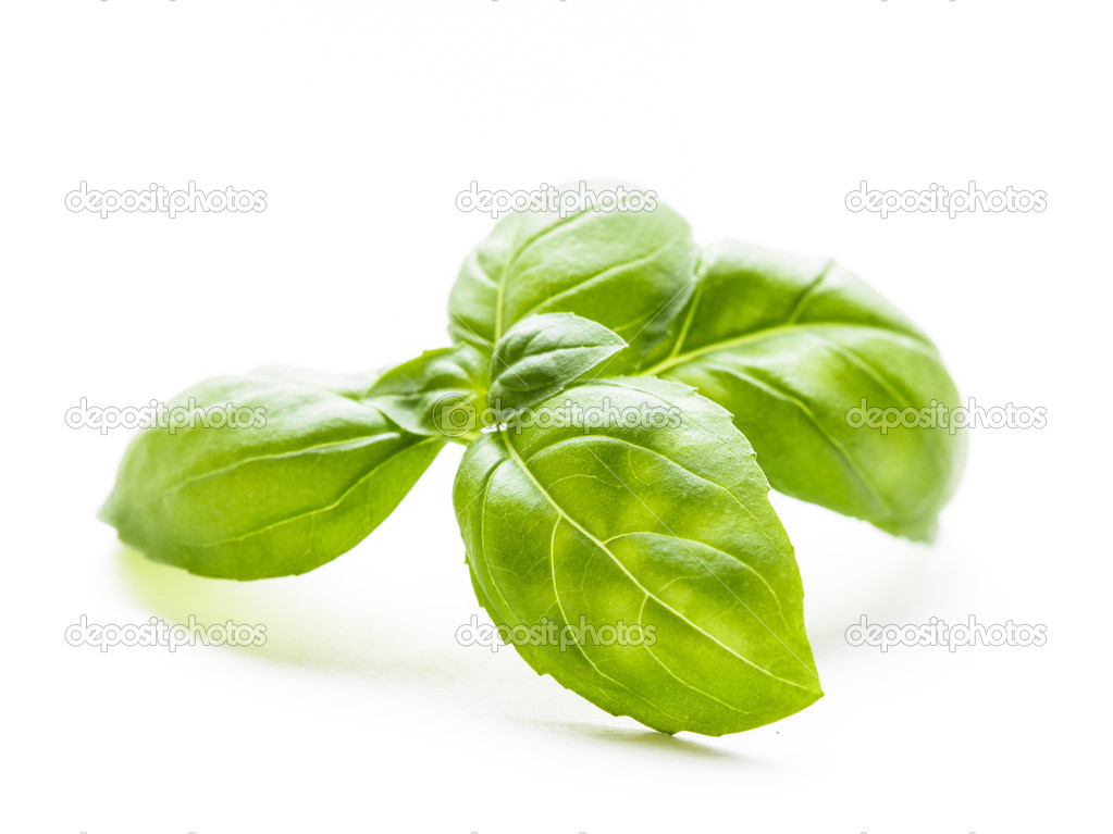 Green basil isolated