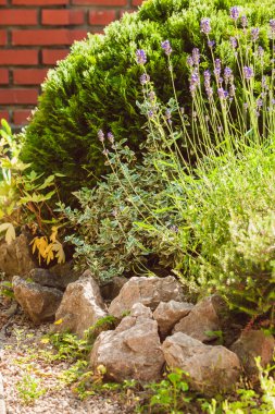 taş döşeli bahçe üzerinde lavanta