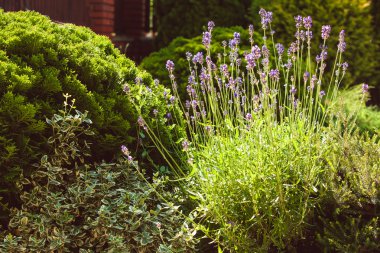 taş döşeli bahçe üzerinde lavanta