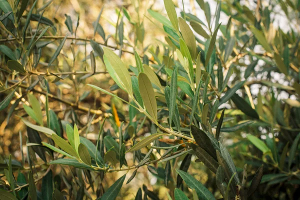 Olivos — Foto de Stock