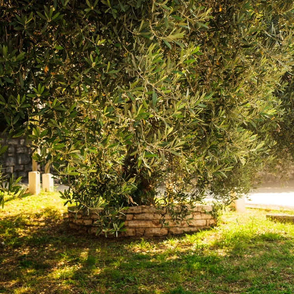 Olivos — Foto de Stock