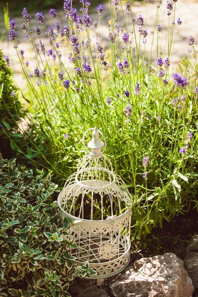 Lavendel op rotsige — Stockfoto